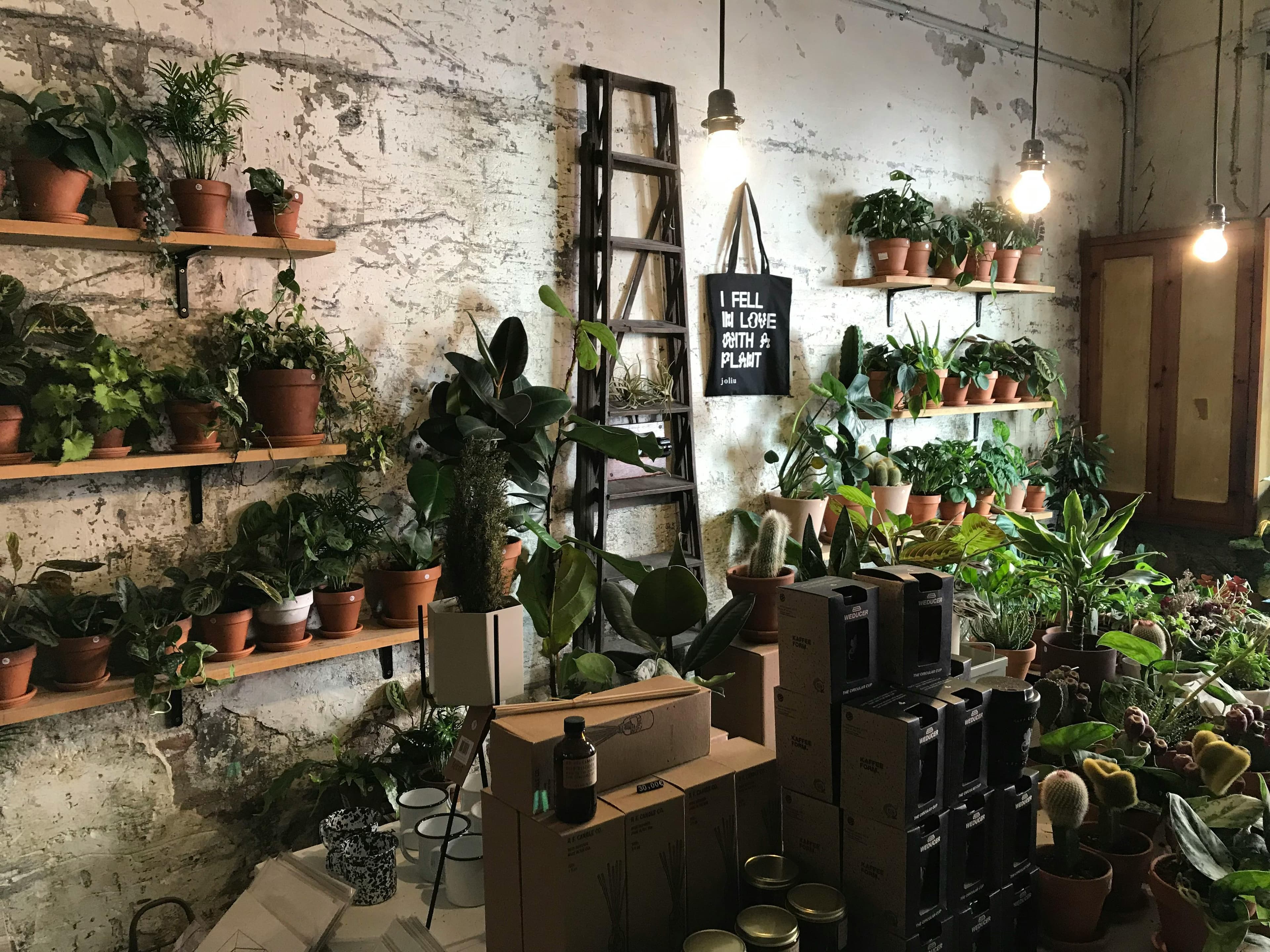 Exotic carnivorous plants collection